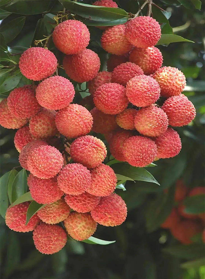 科技賦能農業(圖1)