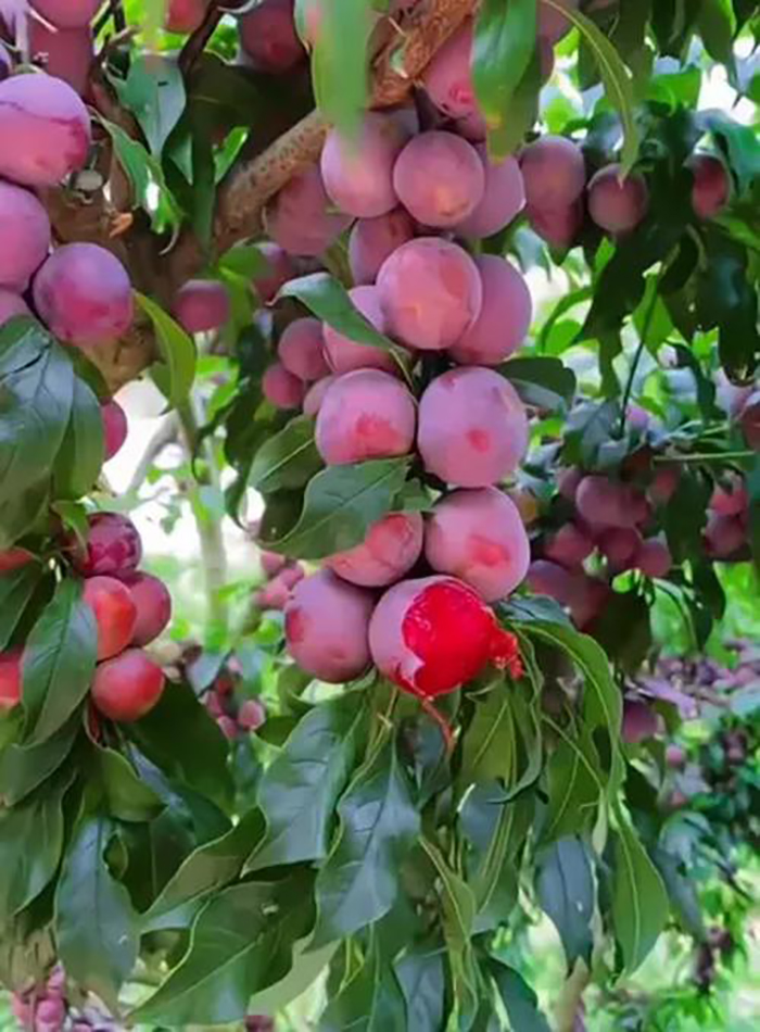 科技賦能農業(圖7)