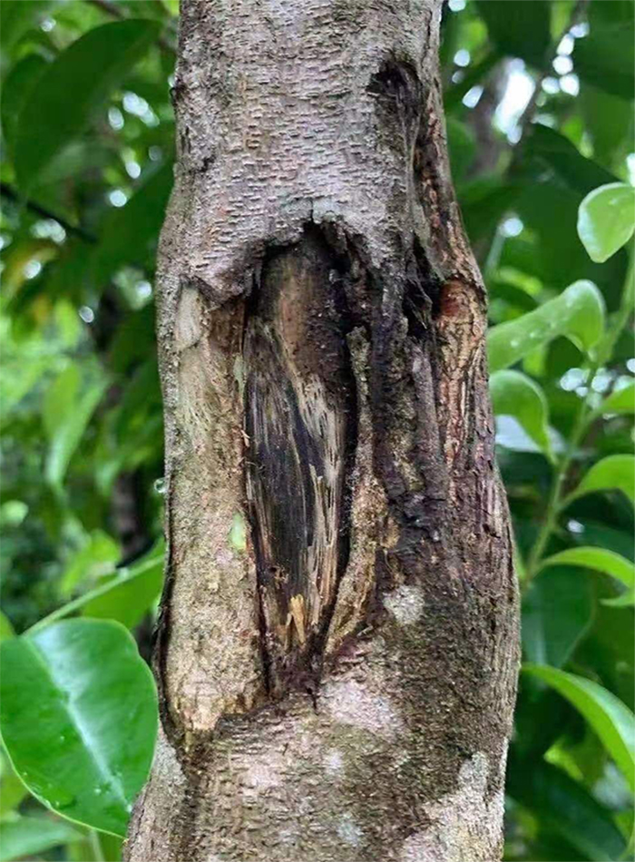 科技賦能農業(圖5)