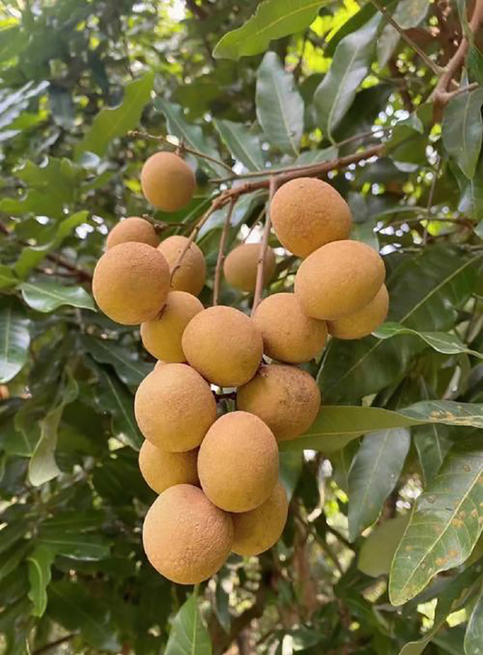 科技賦能農業(圖3)