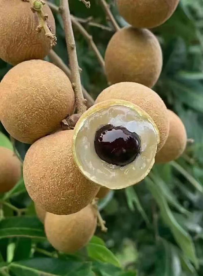 科技賦能農業(圖4)