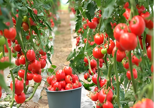 科技賦能農業(圖26)